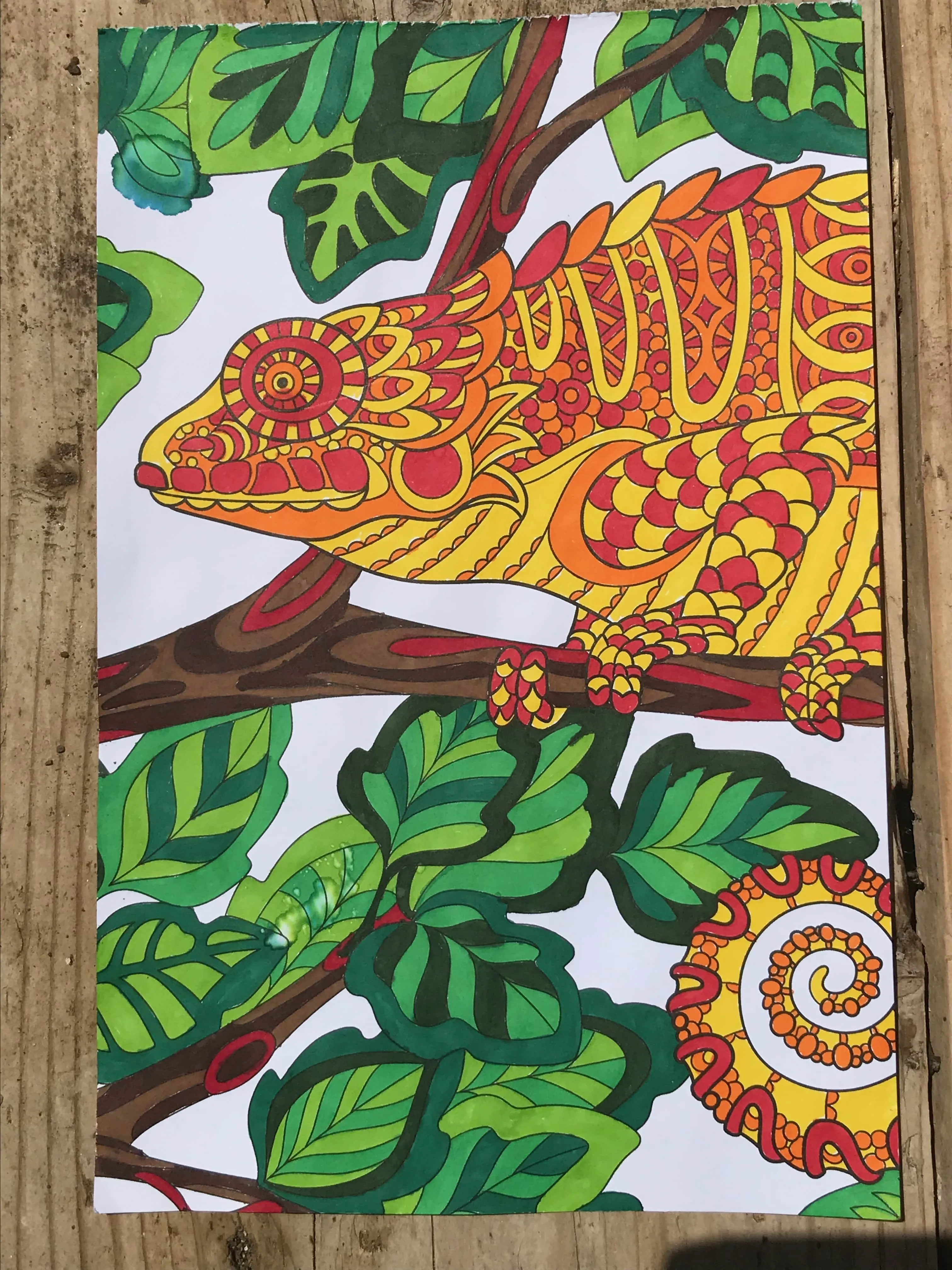 colouring page of lizard